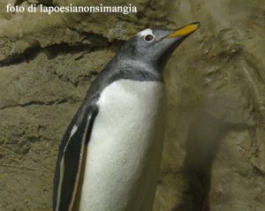 pinguino di genova copia