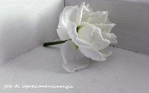 fiore bianco in un angolo